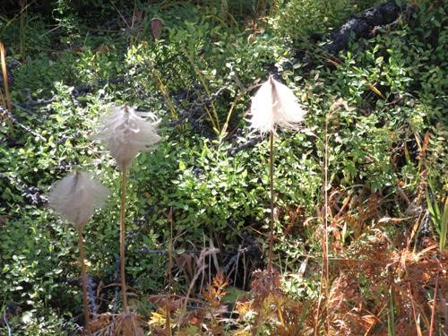 mop-top anemones in the larch forest