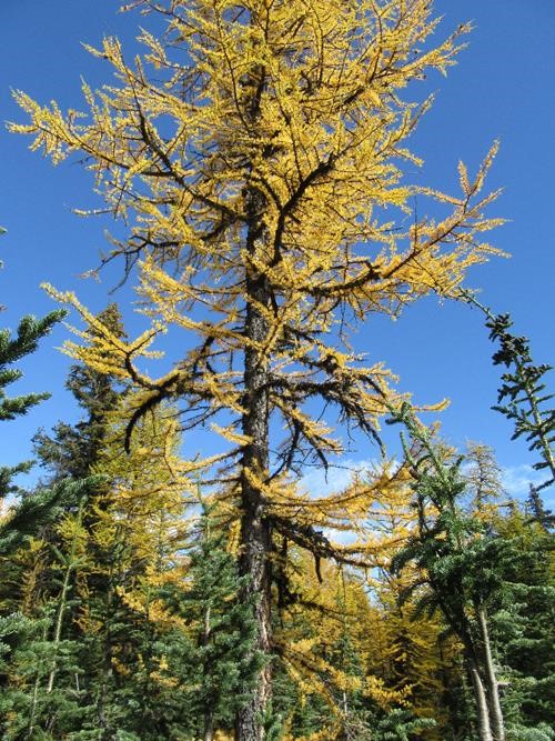 Big larch at East Panorama Ridge
