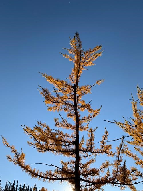 Larches in morning light