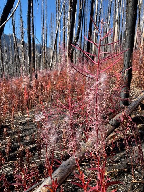Fireweed in the Verdant Creek valley
