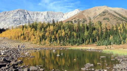 Larches below Pocaterra Ridge
