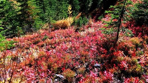 Fall colours in the forest.
