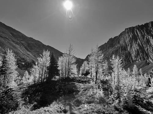 Larches near the Col