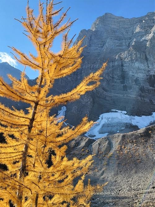 Backlit larch with Mount Sarrail in the background
