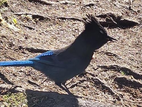 Resident Rawson Lake Stellar's Jay