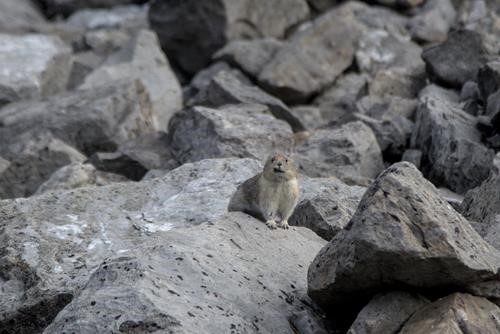 Pika posing on the way up