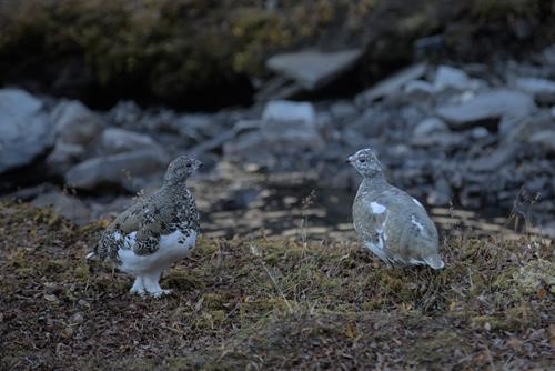 Ptarmigan above the headwall lakes
