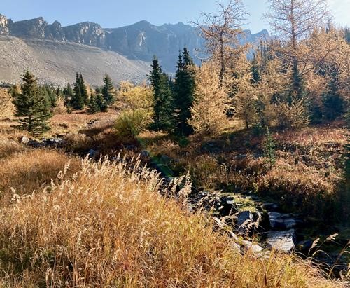Some tall grasses along the stream at the upper meadows in Purple Bowl