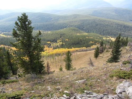 Aspens down in the valley