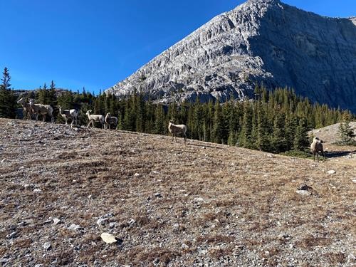 Sheep at the pass