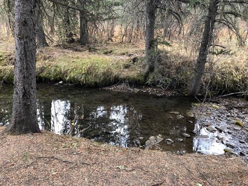Side channel of Jumping Pound creek with brook trout