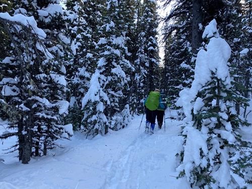 Wintery return through the forest