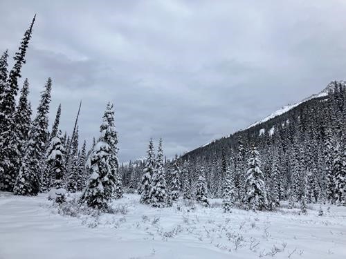 The flats along Tyrwhitt Trail