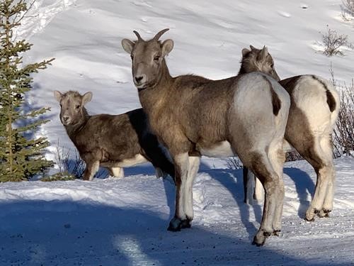 Warm-looking bighorns close to the parking lot (photo by Cristina)