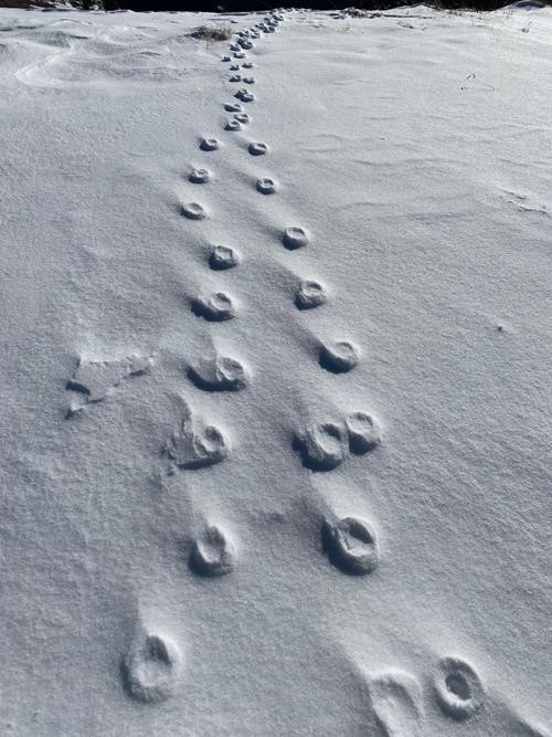 Tracks of the rare mountain octopus?