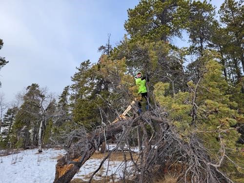 If there are no rocks to scramble a tree will do