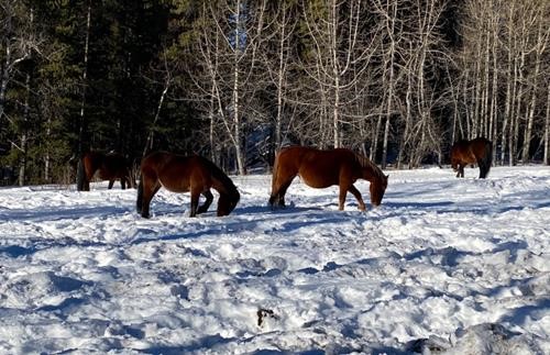 Feral horses on the trail