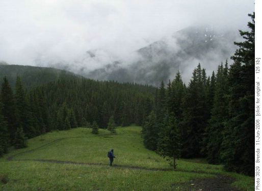 Just before the meadows
