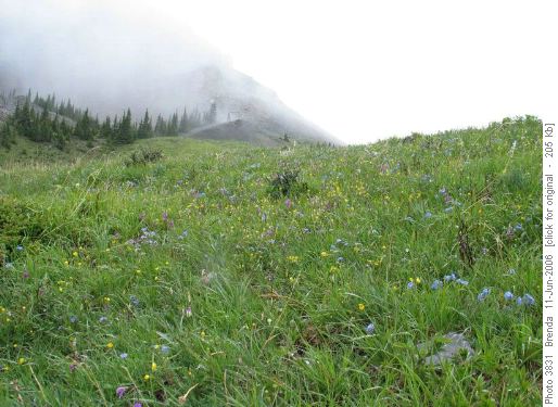 Bluerock Meadows