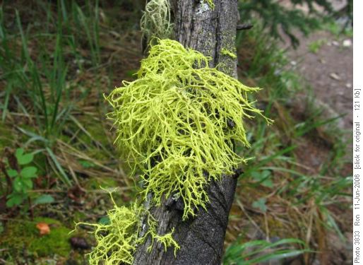 Wolf lichen (Letharia vulpina)