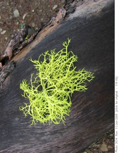 Wolf lichen (Letharia vulpina)