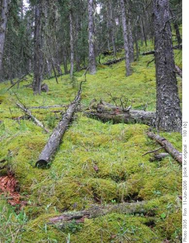 Mossy hillside on Bluerock trail