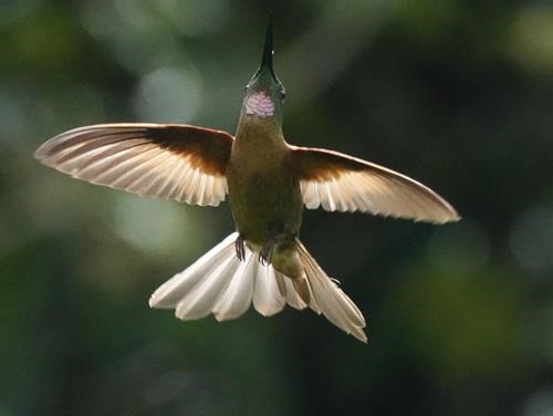  Fawn-breasted Brilliant