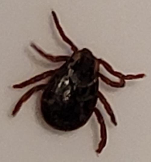 Found in car back at carpool meeting place <i>Dermacentor andersoni</i>