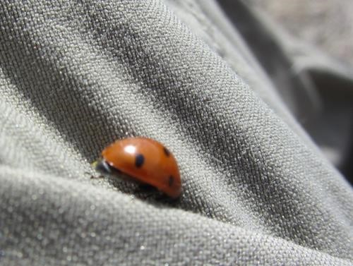 Not a tick