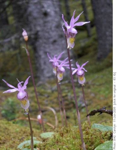 Calypso Orchids