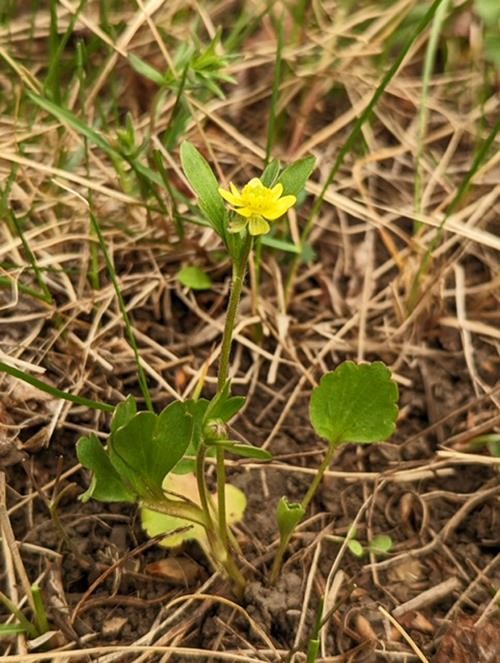 Prairie Buttercup (Bill Leach)