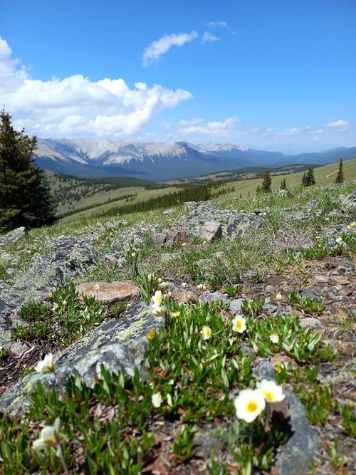 An abundance of flowers