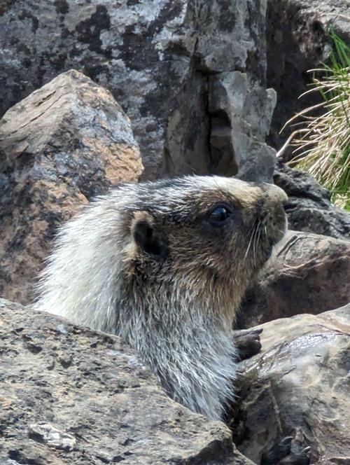 A member of the family of marmots that lives by the tarn