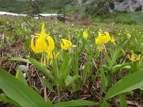 Still a good showing of glacier lilies