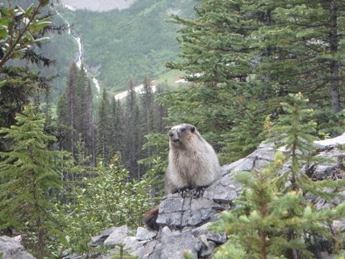 Marmot near Watridge lake