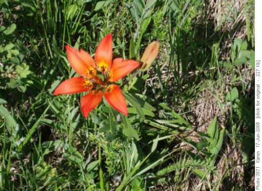 Wood Lily