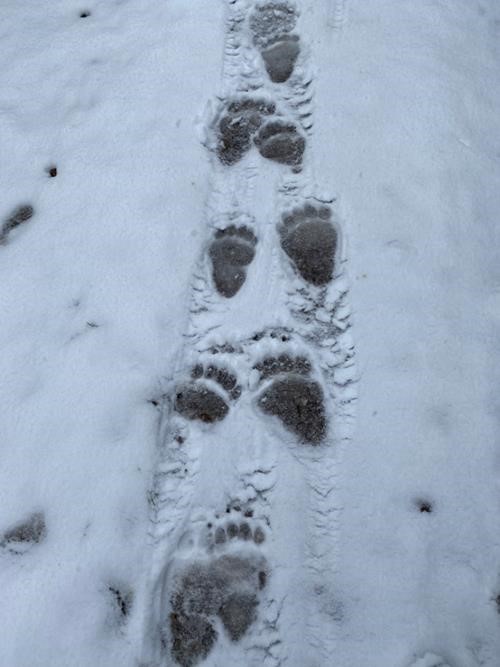 Mom and baby (compare the size of the hind tracks at photo centre)