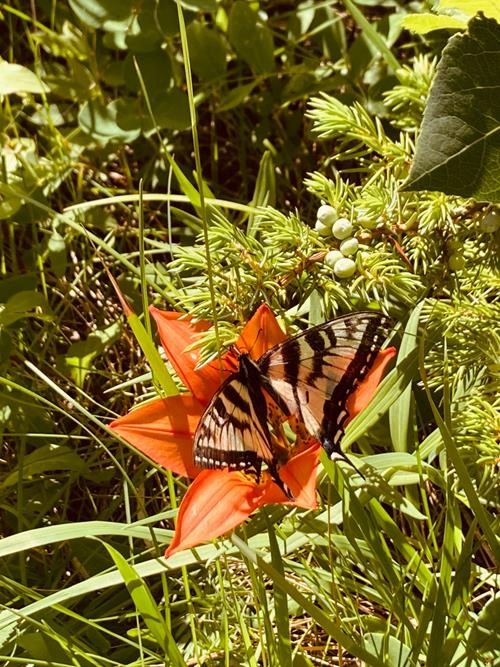Wood lilies and butterflies brighten the "feels way longer than it is" walk back near the highway.