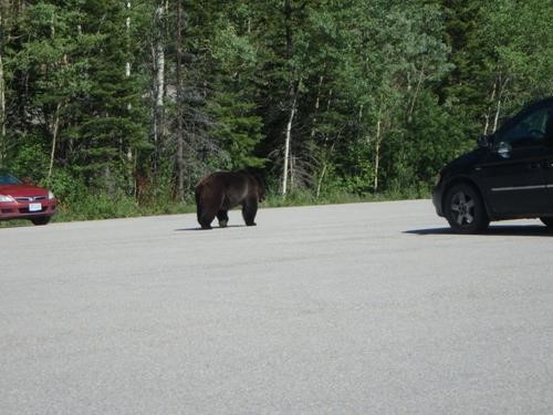 As per Philip, Kananaskis new Enforcement Officer. This Grizzly walked past at a distance of about 18 meters from where I was standing. No panic, just peaceful a salute fore there was an Officer on Deck as we walk together on these lands. beauty of nature