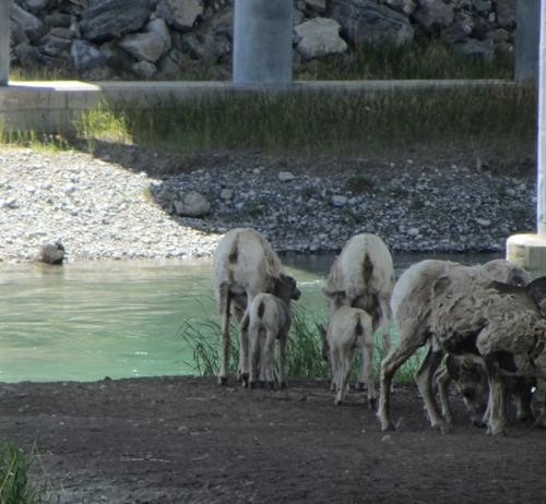 bighorns under the Bow River bridge
