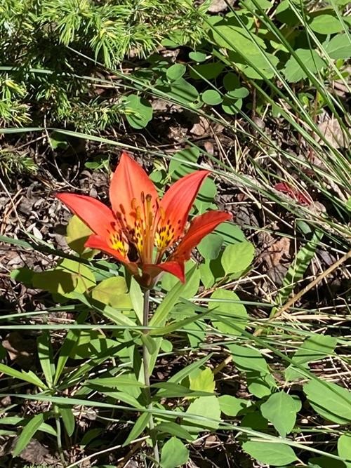 One of many Western Wood Lilies