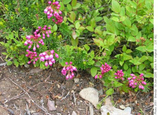 Mountain Heather