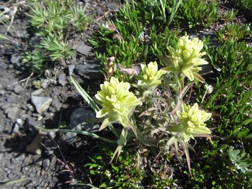 trailside Paintbrush