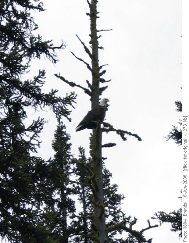 Bald Eagle at Upper Twin Lake