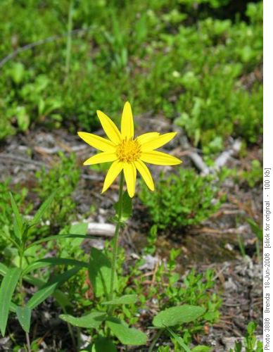 Arnica (arnica cordifolia)