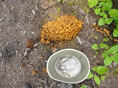 Mushrooms on Elk Pass Trail 