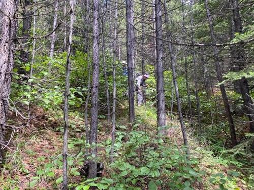 Bushwhacking (although it was way worse than what this photo shows...)