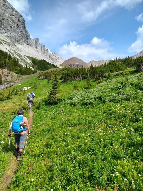 Green meadows full of pretty flowers