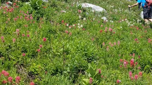 Alpine flowers