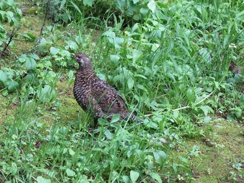 Grouse and almost hidden chick on the right side of the photo